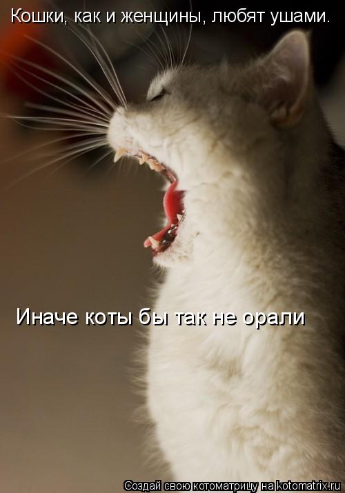 Кошки, как и женщины, любят ушами. Иначе коты бы так не орали... Котоматрица: Кошки, как и женщины, любят ушами. Иначе коты бы так не орали