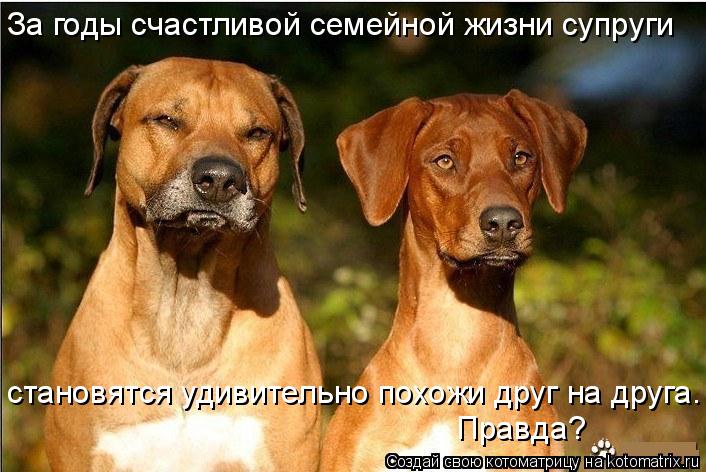 За годы счастливой семейной жизни супруги становятся удивительно похожи друг на друга. Правда?... Котоматрица: За годы счастливой семейной жизни супруги становятся удивительно похожи друг на друга. Правда?