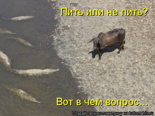 Пить или не пить? Вот в чем вопрос...... Котоматрица: Пить или не пить? Вот в чем вопрос...