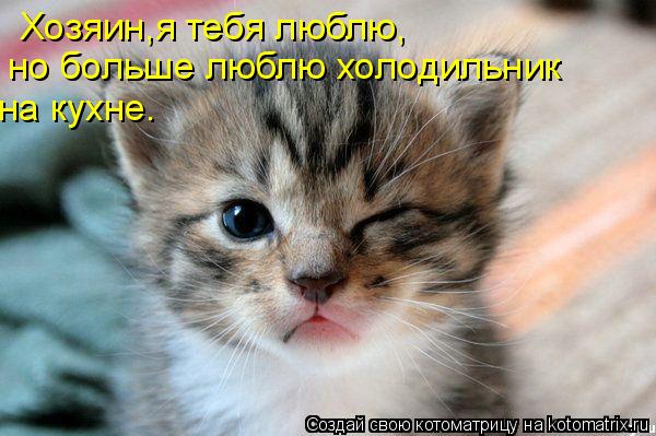 Хозяин,я тебя люблю, но больше люблю холодильник на кухне.... Котоматрица: Хозяин,я тебя люблю, но больше люблю холодильник на кухне.