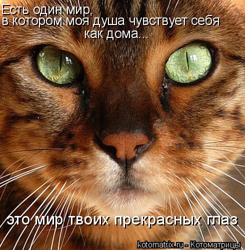 Есть один мир, в котором моя душа чувствует себя как дома... это мир твоих прекрасных глаз... Котоматрица: Есть один мир, в котором моя душа чувствует себя как дома... это мир твоих прекрасных глаз