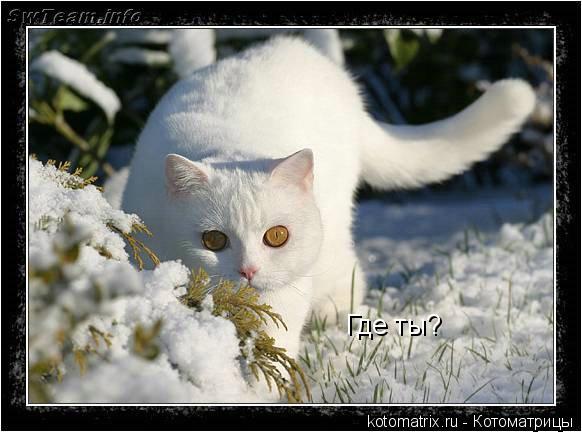 Где ты?... Котоматрица: Где ты?