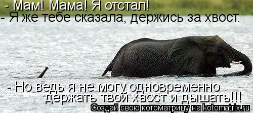 - Мам! Мама! Я отстал! - Я же тебе сказала, держись за хвост. - Но ведь я не могу одновременно держа... Котоматрица: - Мам! Мама! Я отстал! - Я же тебе сказала, держись за хвост. - Но ведь я не могу одновременно держать твой хвост и дышать!!!
