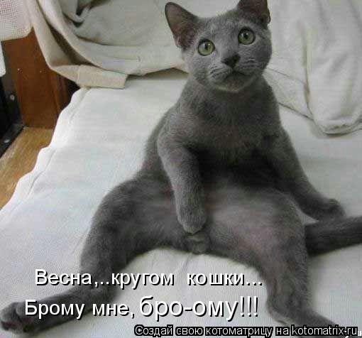 Весна,..кругом кошки... Брому мне, бро-ому!!!... Котоматрица: Весна,..кругом кошки... Брому мне, бро-ому!!!
