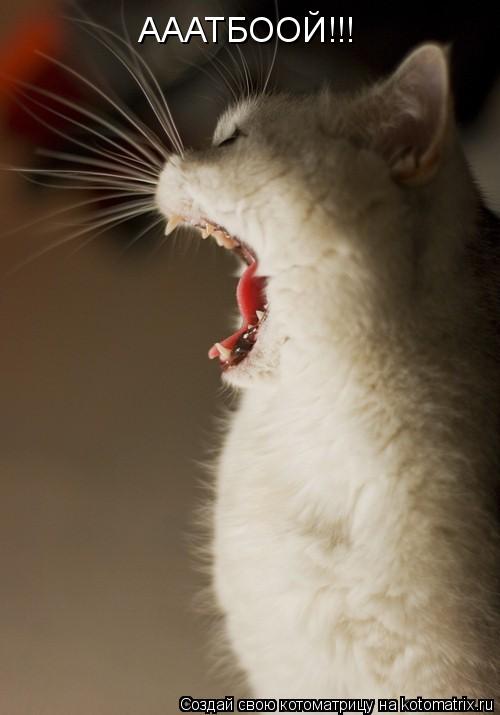 АААТБООЙ!!!... Котоматрица: АААТБООЙ!!!