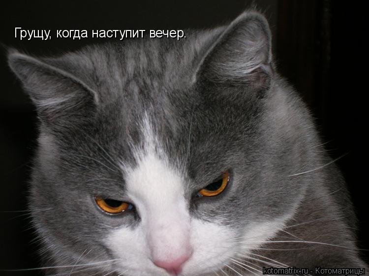 Грущу, когда наступит вечер.... Котоматрица: Грущу, когда наступит вечер.