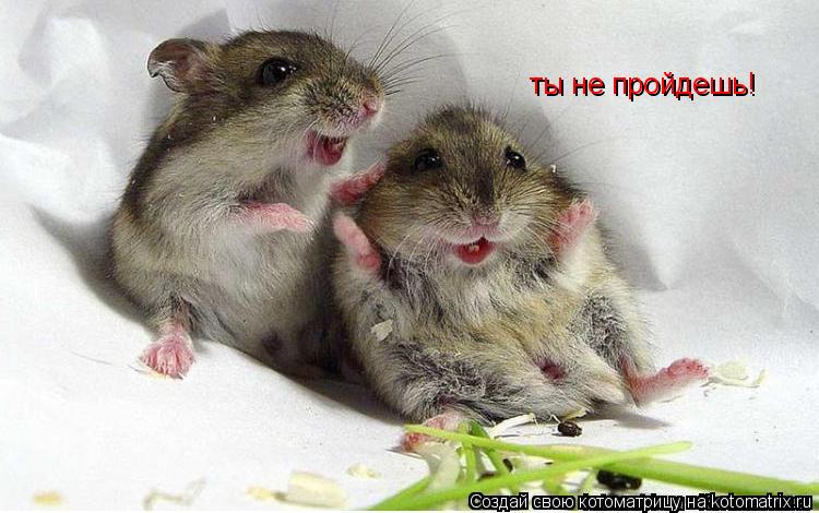 ты не пройдешь!... Котоматрица: ты не пройдешь!
