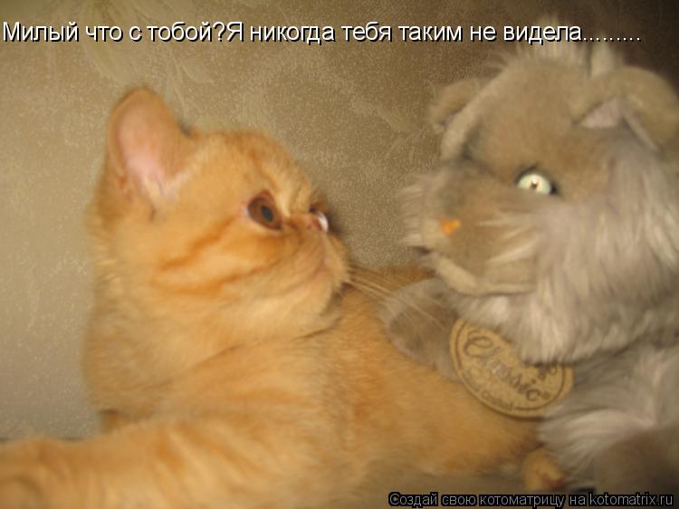 Котоматрица: Милый что с тобой?Я никогда тебя таким не видела.........
