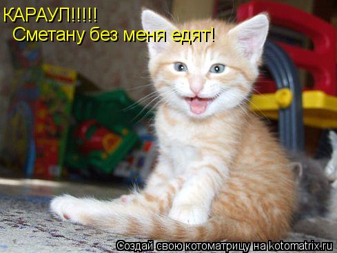 КАРАУЛ!!!!! Сметану без меня едят!... Котоматрица: КАРАУЛ!!!!! Сметану без меня едят!