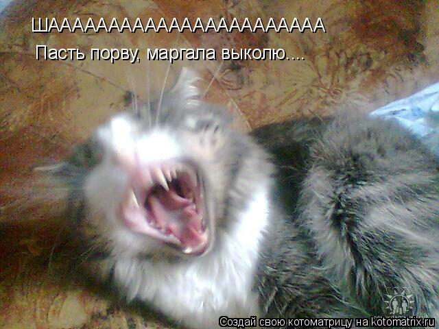 ШААААААААААААААААААААААА Пасть порву, маргала выколю....... Котоматрица: ШААААААААААААААААААААААА Пасть порву, маргала выколю....