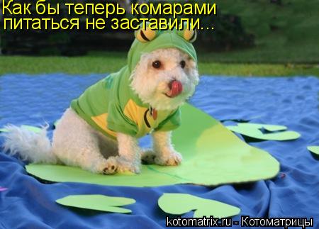 Как бы теперь комарами питаться не заставили...... Котоматрица: Как бы теперь комарами питаться не заставили...