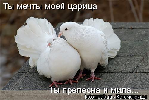 Ты мечты моей царица Ты прелесна и мила...... Котоматрица: Ты мечты моей царица Ты прелесна и мила...