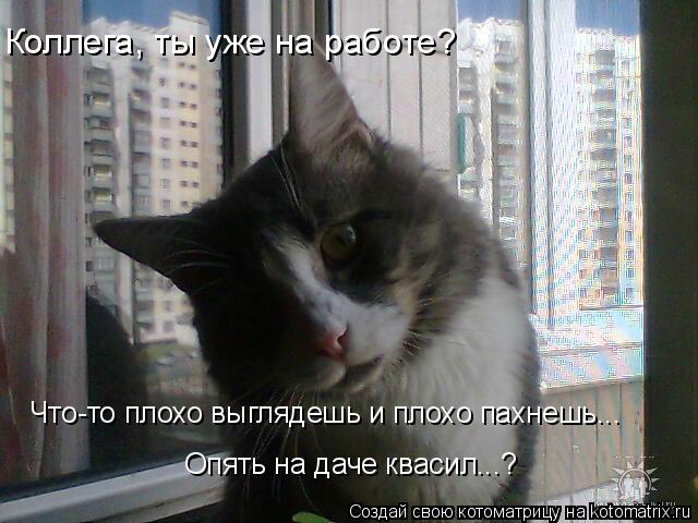 Коллега, ты уже на работе? Что-то плохо выглядешь и плохо пахнешь... Опять на даче квасил...?... Котоматрица: Коллега, ты уже на работе? Что-то плохо выглядешь и плохо пахнешь... Опять на даче квасил...?