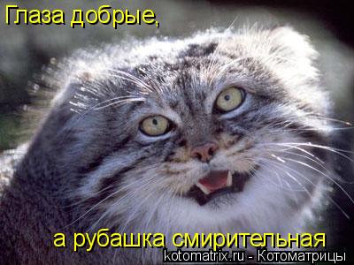 Глаза добрые, а рубашка смирительная... Котоматрица: Глаза добрые, а рубашка смирительная