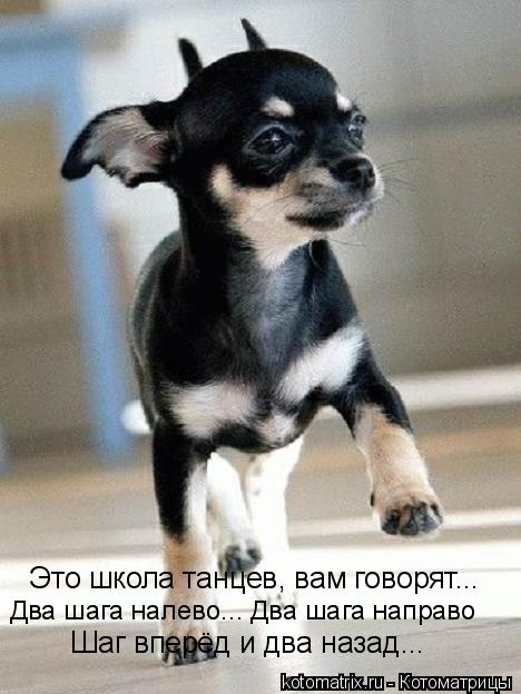 Это школа танцев, вам говорят... Два шага налево... Два шага направо Шаг вперёд и два назад...... Котоматрица: Это школа танцев, вам говорят... Два шага налево... Два шага направо Шаг вперёд и два назад...