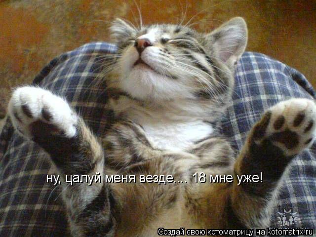 ну, цалуй меня везде.... 18 мне уже!... Котоматрица: ну, цалуй меня везде.... 18 мне уже!