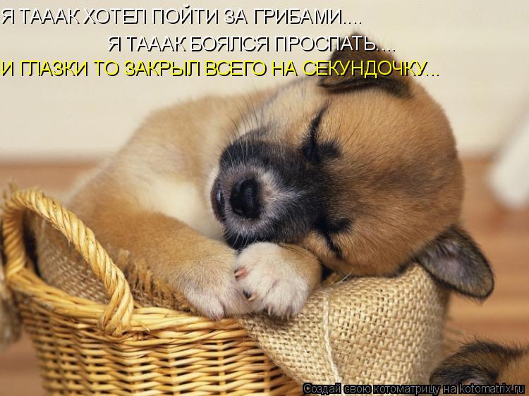 Котоматрица: Я ТАААК ХОТЕЛ ПОЙТИ ЗА ГРИБАМИ.... Я ТАААК БОЯЛСЯ ПРОСПАТЬ.... И ГЛАЗКИ ТО ЗАКРЫЛ ВСЕГО НА СЕКУНДОЧКУ...