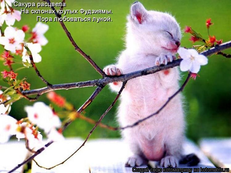 Сакура расцвела На склонах крутых Фудзиямы. Пора любоваться луной.... Котоматрица: Сакура расцвела На склонах крутых Фудзиямы. Пора любоваться луной.