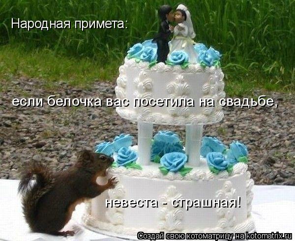 Народная примета: если белочка вас посетила на свадьбе, невеста - страшная!... Котоматрица: Народная примета: если белочка вас посетила на свадьбе, невеста - страшная!