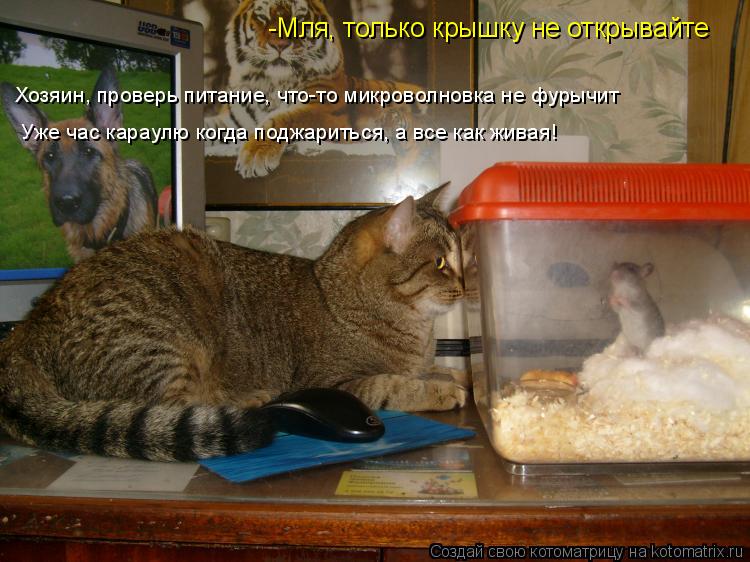 -Мля, только крышку не открывайте Хозяин, проверь питание, что-то микроволновка не фурычит Уже час ка... Котоматрица: -Мля, только крышку не открывайте Хозяин, проверь питание, что-то микроволновка не фурычит Уже час караулю когда поджариться, а все как жива