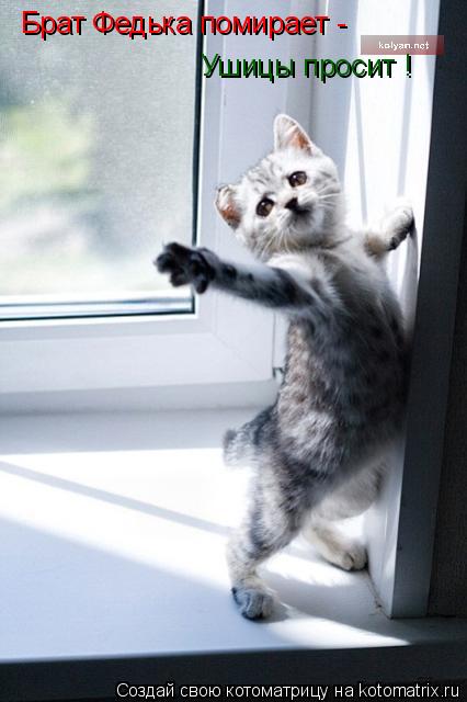 Ушицы просит ! Брат Федька помирает -... Котоматрица: Ушицы просит ! Брат Федька помирает -
