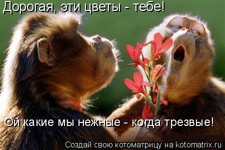 Дорогая, эти цветы - тебе! Ой какие мы нежные - когда трезвые!... Котоматрица: Дорогая, эти цветы - тебе! Ой какие мы нежные - когда трезвые!