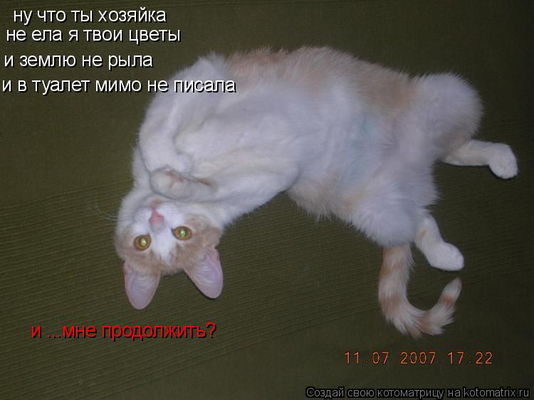 ну что ты хозяйка не ела я твои цветы и землю не рыла и в туалет мимо не писала и ...мне продолжить?... Котоматрица: ну что ты хозяйка не ела я твои цветы и землю не рыла и в туалет мимо не писала и ...мне продолжить?