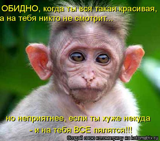 ОБИДНО, когда ты вся такая красивая, а на тебя никто не смотрит... но неприятнее, если ты хуже некуда... Котоматрица: ОБИДНО, когда ты вся такая красивая, а на тебя никто не смотрит... но неприятнее, если ты хуже некуда - и на тебя ВСЕ пялятся!!!