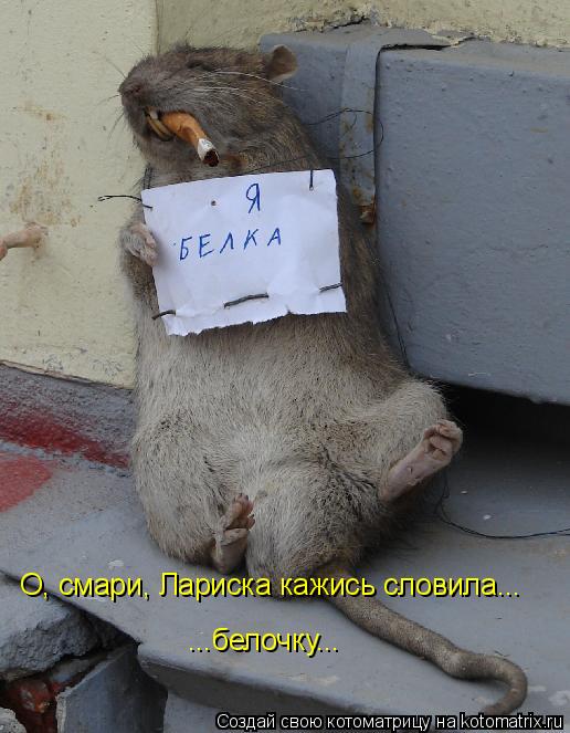 О, смари, Лариска кажись словила... ...белочку...... Котоматрица: О, смари, Лариска кажись словила... ...белочку...