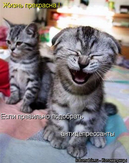 Жизнь прекрасна ! Если правильно подобрать антидепрессанты... Котоматрица: Жизнь прекрасна ! Если правильно подобрать антидепрессанты