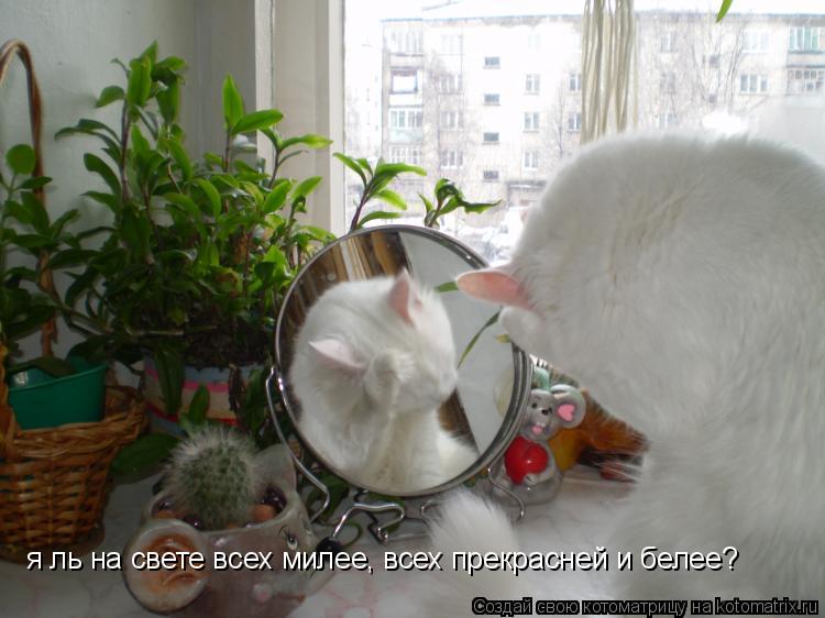 я ль на свете всех милее, всех прекрасней и белее?... Котоматрица: я ль на свете всех милее, всех прекрасней и белее?