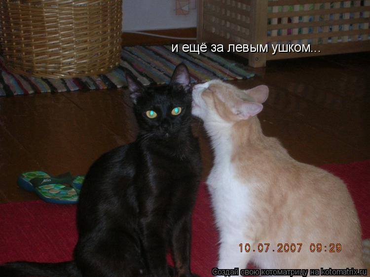 и ещё за левым ушком...... Котоматрица: и ещё за левым ушком...
