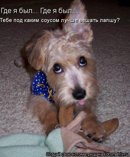Тебе под каким соусом лучше вешать лапшу? Где я был... Где я был....... Котоматрица: Тебе под каким соусом лучше вешать лапшу? Где я был... Где я был....
