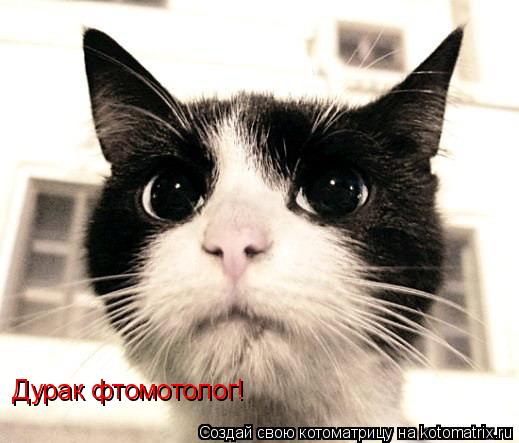 Дурак фтомотолог!... Котоматрица: Дурак фтомотолог!