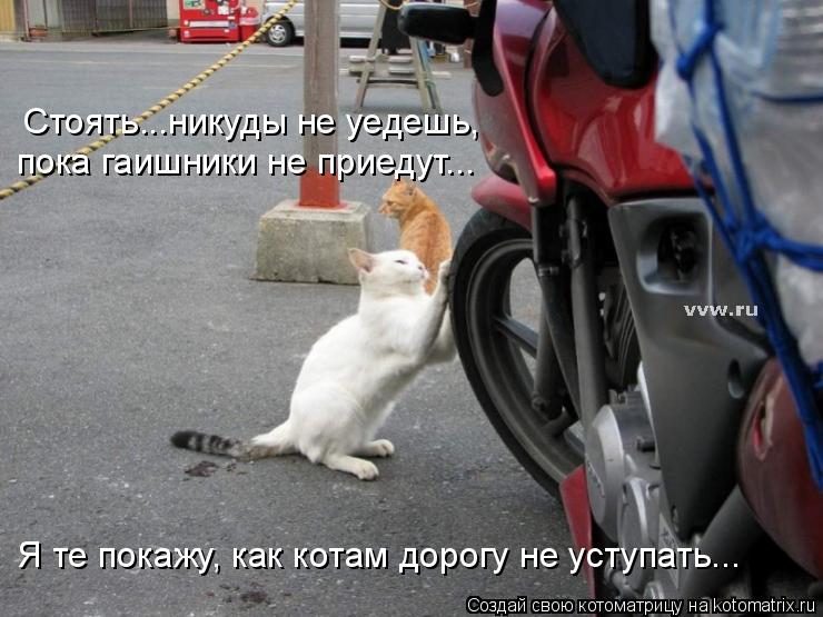 Стоять...никуды не уедешь, пока гаишники не приедут... Я те покажу, как котам дорогу не уступать...... Котоматрица: Стоять...никуды не уедешь, пока гаишники не приедут... Я те покажу, как котам дорогу не уступать...
