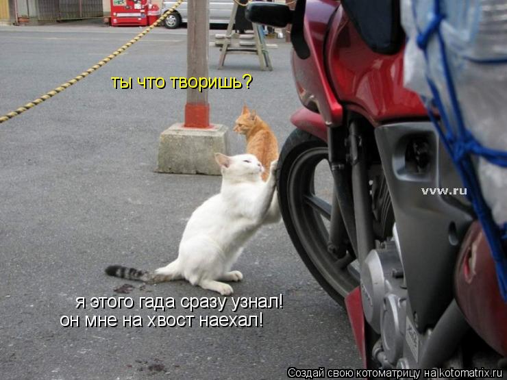 я этого гада сразу узнал! он мне на хвост наехал! ты что творишь?... Котоматрица: я этого гада сразу узнал! он мне на хвост наехал! ты что творишь?