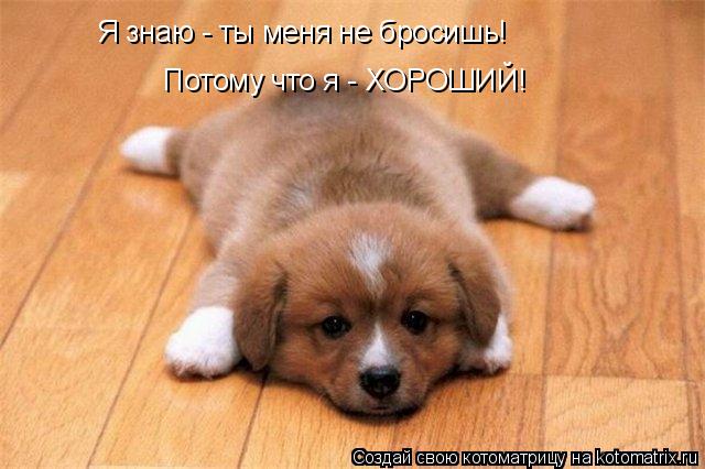 Я знаю - ты меня не бросишь! Потому что я - ХОРОШИЙ!... Котоматрица: Я знаю - ты меня не бросишь! Потому что я - ХОРОШИЙ!