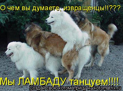 О чем вы думаете, извращенцы!!??? Мы ЛАМБАДУ танцуем!!!!... Котоматрица: О чем вы думаете, извращенцы!!??? Мы ЛАМБАДУ танцуем!!!!
