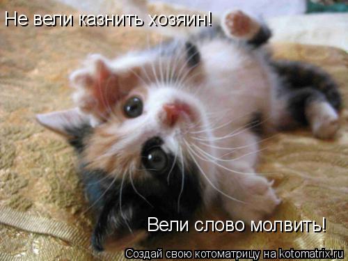 Не вели казнить хозяин! Вели слово молвить!... Котоматрица: Не вели казнить хозяин! Вели слово молвить!
