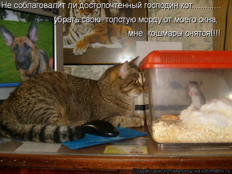 Не соблаговалит ли достопочтенный господин кот............. убрать свою толстую морду от моего окна,... Котоматрица: Не соблаговалит ли достопочтенный господин кот............. убрать свою толстую морду от моего окна, мне кошмары снятся!!!!