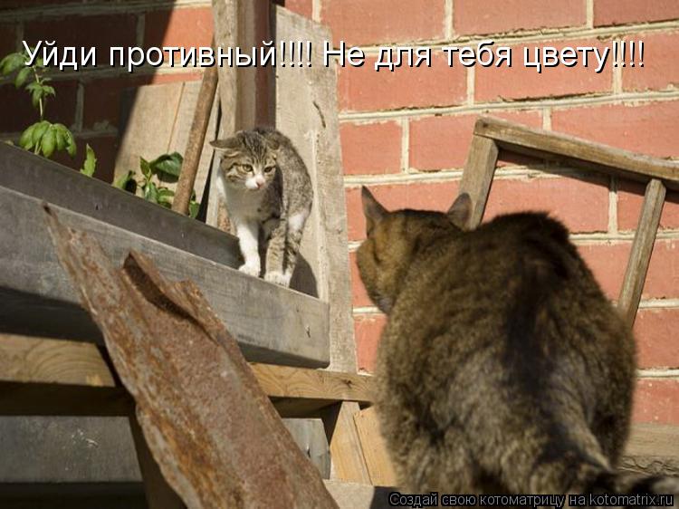Уйди противный!!!! Не для тебя цвету!!!!... Котоматрица: Уйди противный!!!! Не для тебя цвету!!!!