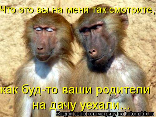 Что это вы на меня так смотрите, как буд-то ваши родители на дачу уехали...... Котоматрица: Что это вы на меня так смотрите, как буд-то ваши родители на дачу уехали...