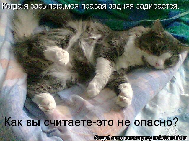 Когда я засыпаю,моя правая задняя задирается. Как вы считаете-это не опасно?... Котоматрица: Когда я засыпаю,моя правая задняя задирается. Как вы считаете-это не опасно?