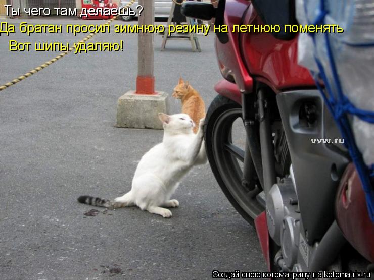 Ты чего там делаешь? Да братан просил зимнюю резину на летнюю поменять Вот шипы удаляю!... Котоматрица: Ты чего там делаешь? Да братан просил зимнюю резину на летнюю поменять Вот шипы удаляю!