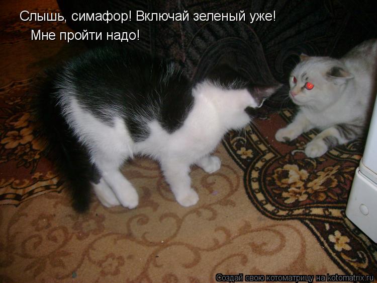 Слышь, симафор! Включай зеленый уже! Мне пройти надо!... Котоматрица: Слышь, симафор! Включай зеленый уже! Мне пройти надо!