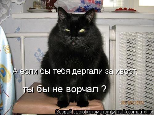 А если бы тебя дергали за хвост, ты бы не ворчал ?... Котоматрица: А если бы тебя дергали за хвост, ты бы не ворчал ?