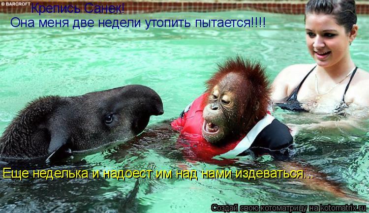 Она меня две недели утопить пытается!!!! Крепись Санек! Еще неделька и надоест им над нами издеватьс... Котоматрица: Она меня две недели утопить пытается!!!! Крепись Санек! Еще неделька и надоест им над нами издеваться...