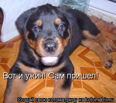 Вот и ужин! Сам пришел!... Котоматрица: Вот и ужин! Сам пришел!