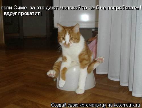 если Cиме за это дают молоко? то че б не попробовать ! вдруг прокатит!... Котоматрица: если Cиме за это дают молоко? то че б не попробовать ! вдруг прокатит!