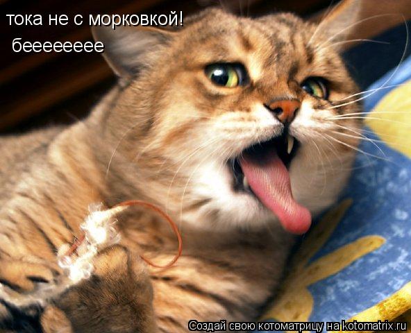 тока не с морковкой! бееееееее... Котоматрица: тока не с морковкой! бееееееее
